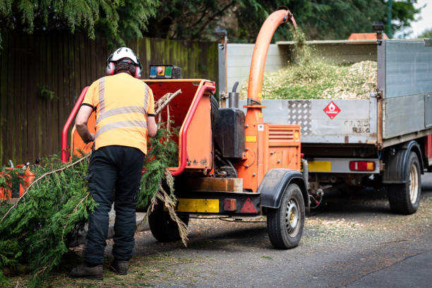 Reliable Alhambra, CA Tree Services Solutions