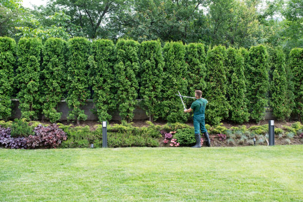Best Lawn Mowing  in Alhambra, CA