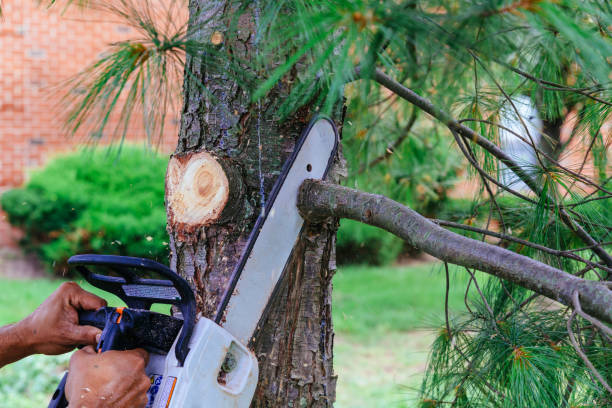 Best Arborist Consultation Services  in Alhambra, CA